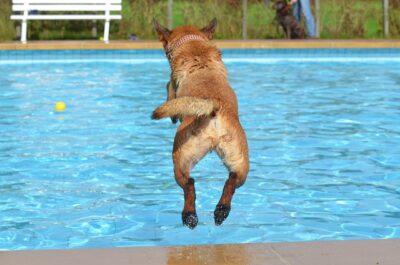 Dog jumping into the pool