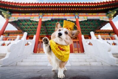 Corgi wearing a costume