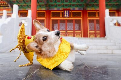 Corgi wearing a costume laying down