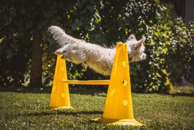 Small white dog being trained