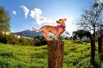 Chihuahua on top of log