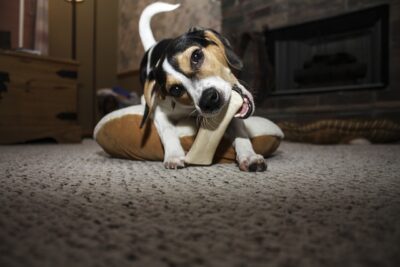 Pup chewing a treat bone