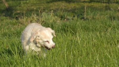 white dog eating grass