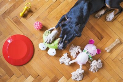 Dog with several toys