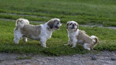 Shih Tzus playing together