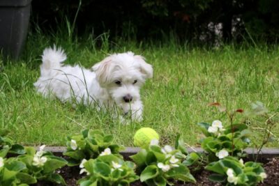 Maltese playing with a tennis ball