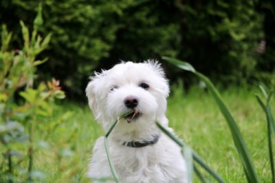 Maltese biting on grass