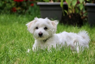 Maltese laying down on the green grass