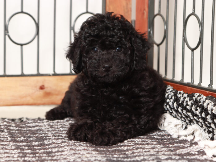 Female Poodle Puppy