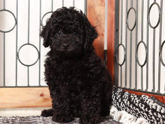 Dream - Delightful female Poodle Puppy for Sale in Florida - Image 3