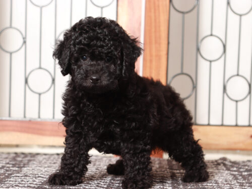 Female Poodle Puppy