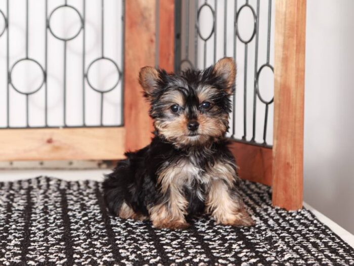 Echo- Loving little Teacup ACA Male Yorkie Puppy