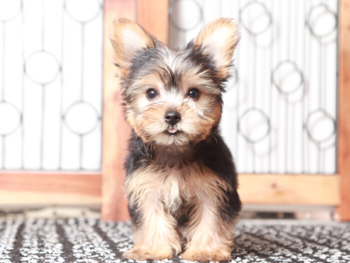 Echo- Loving ACA Male Yorkie Puppy