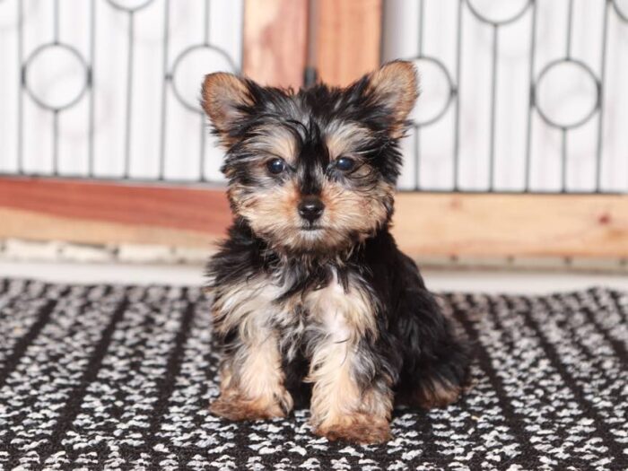Echo- Loving little Teacup ACA Male Yorkie Puppy - Image 3