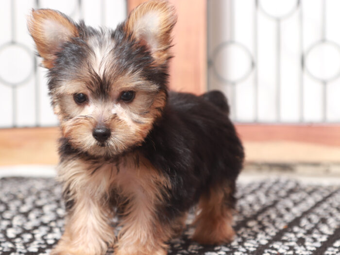 Echo- Loving ACA Male Yorkie Puppy - Image 2