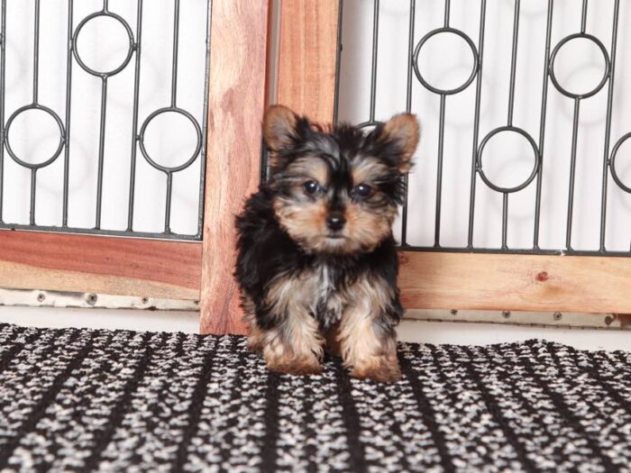 Echo- Loving little Teacup ACA Male Yorkie Puppy - Image 4