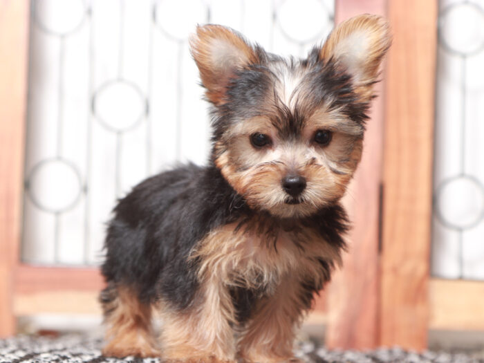 Echo- Loving ACA Male Yorkie Puppy - Image 3