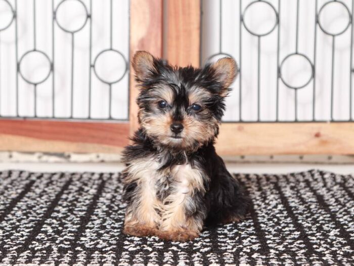 Echo- Loving little Teacup ACA Male Yorkie Puppy - Image 5
