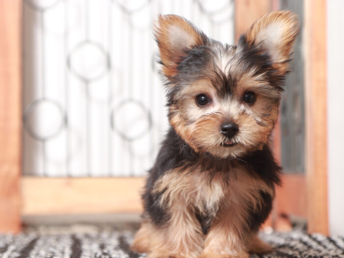 Echo- Loving ACA Male Yorkie Puppy - Image 4