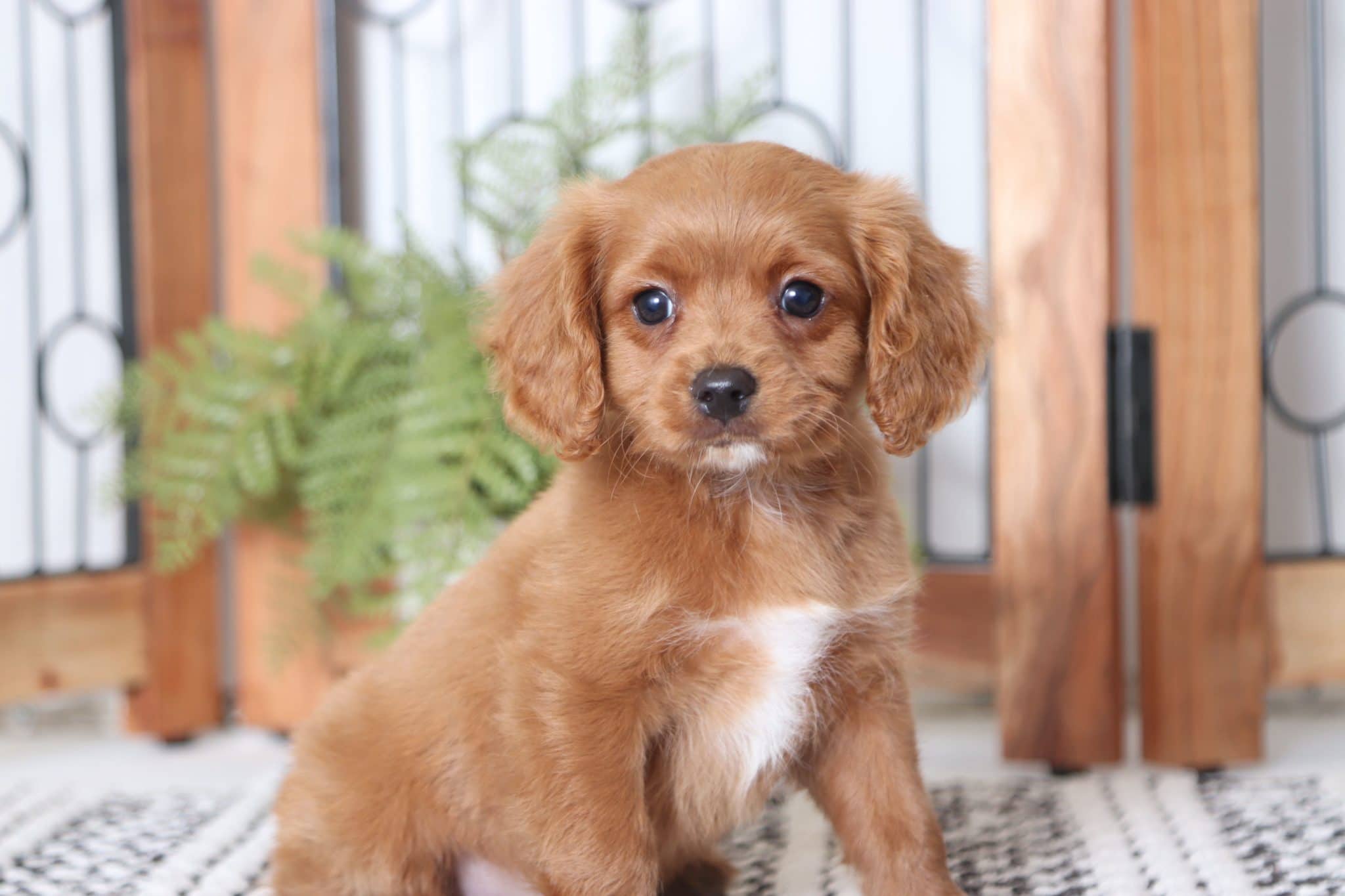 Enzo - Sweet Red Male Cavapoo Puppy - Florida Puppies Online