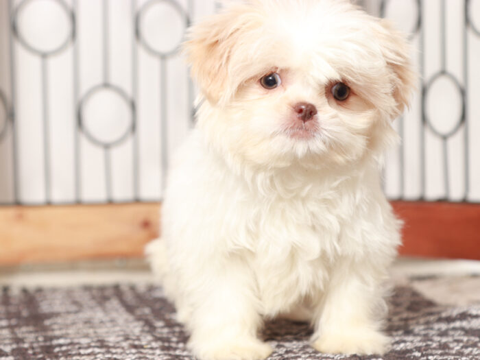 Shih Tzu puppy for sale