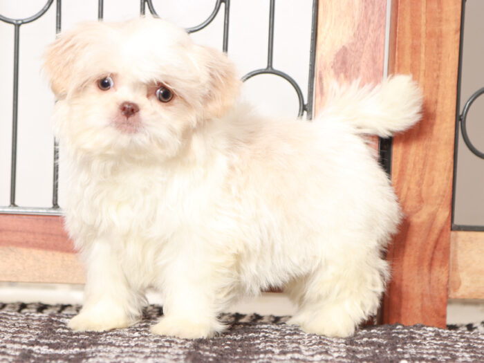 Ethel - Loving female Shih Tzu Puppy For Sale - Image 2