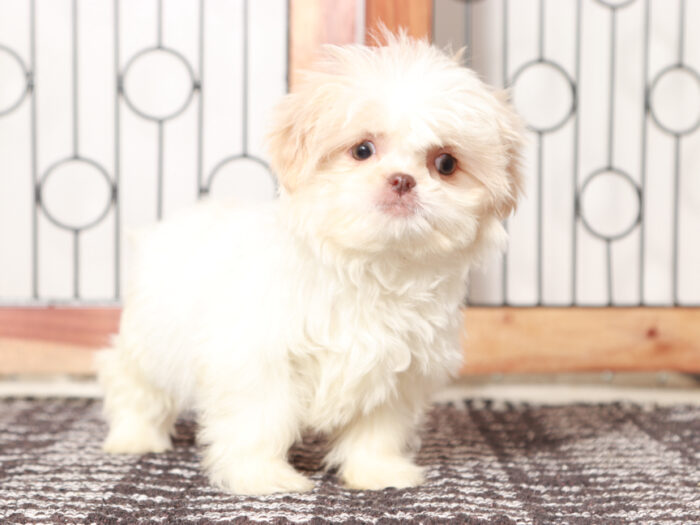 Ethel - Loving female Shih Tzu Puppy For Sale - Image 3