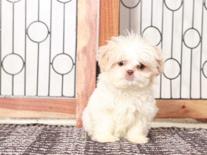 Shih Tzu puppy for sale