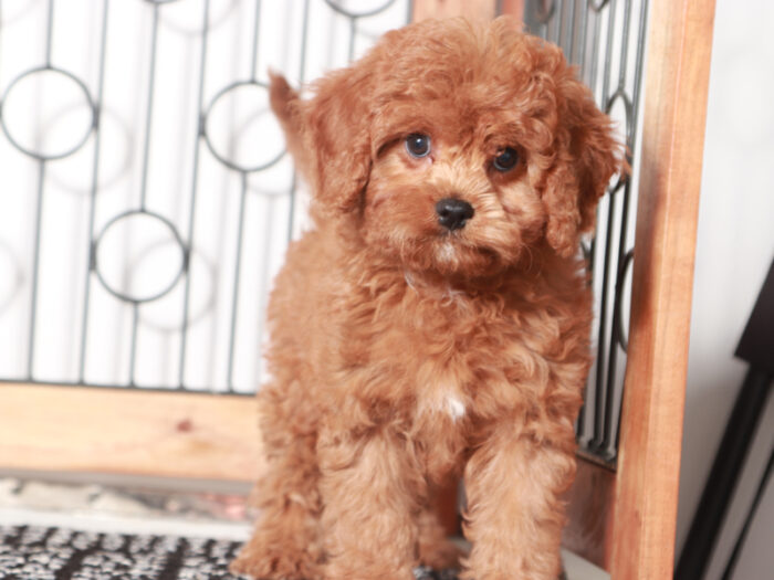 Faith  - Sweet Little Cavapoo Puppy