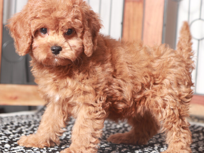 Faith  - Sweet Little Cavapoo Puppy - Image 2