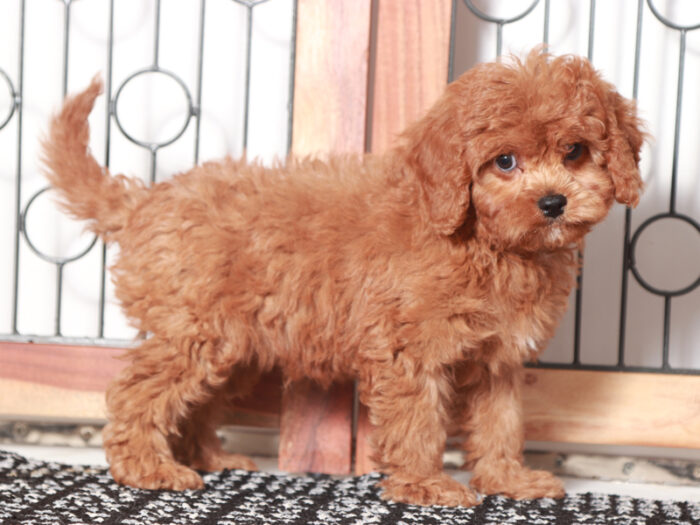 Faith  - Sweet Little Cavapoo Puppy - Image 4