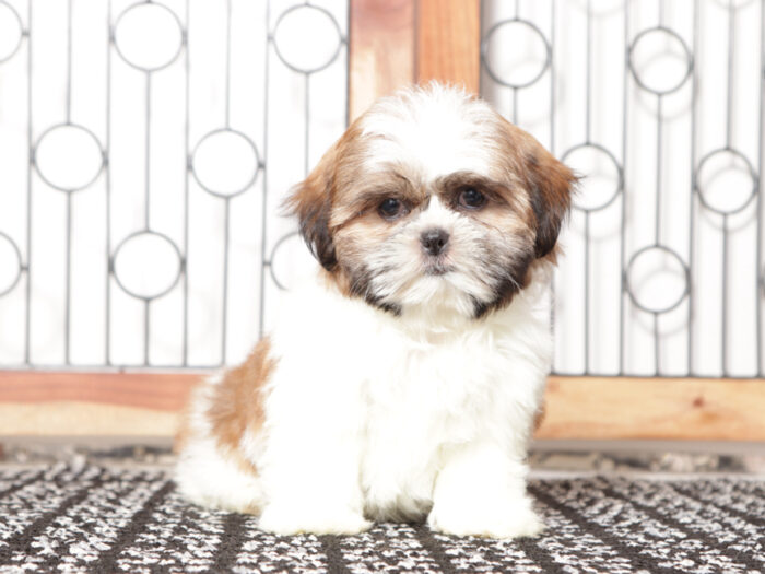 Fanny - Loving female ACA Shih Tzu Puppy