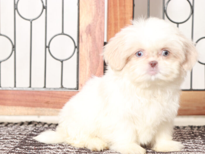 Shih Tzu puppy for sale