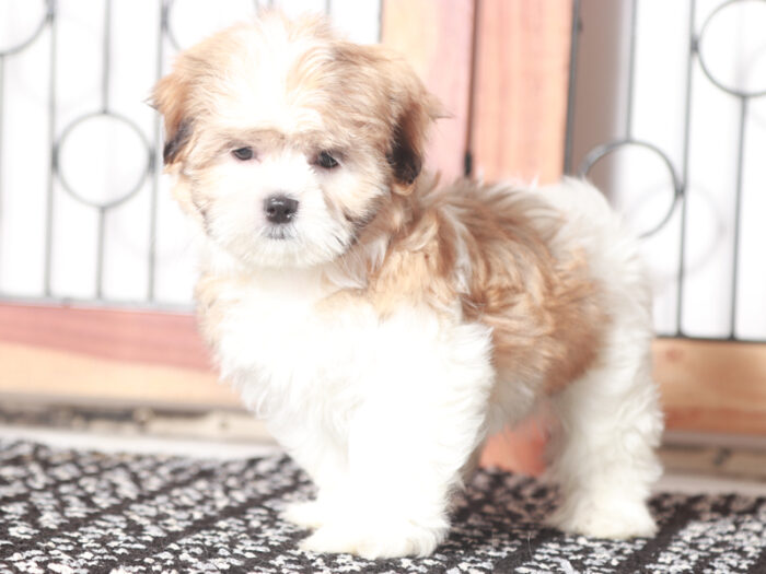 Fanny - Loving female Shih Tzu Puppy For Sale - Image 2