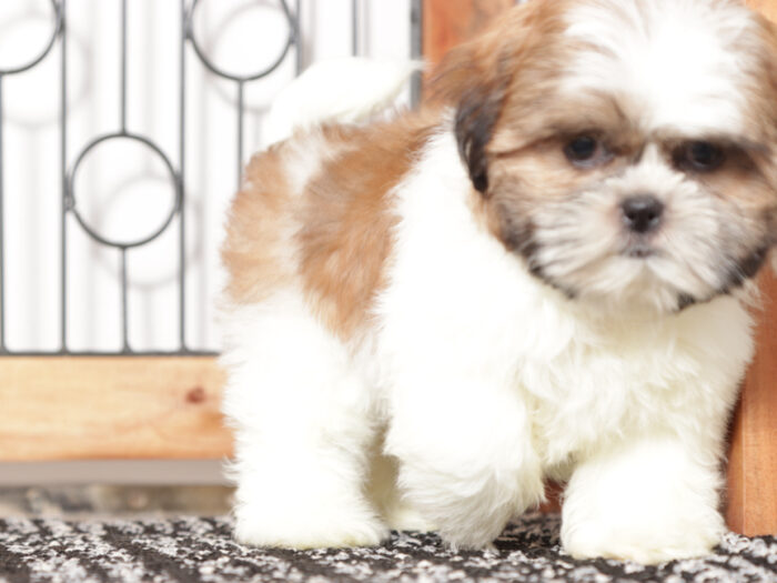 Fanny - Loving female ACA Shih Tzu Puppy - Image 2