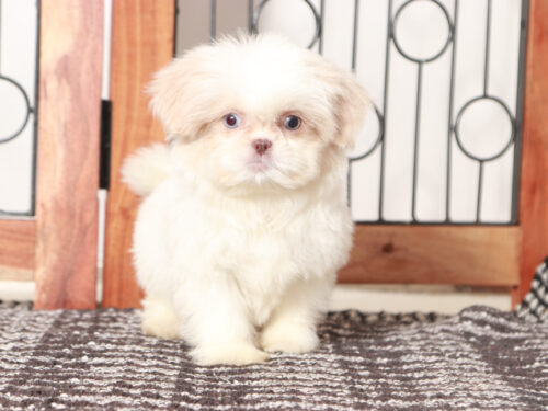 Shih Tzu puppy for sale