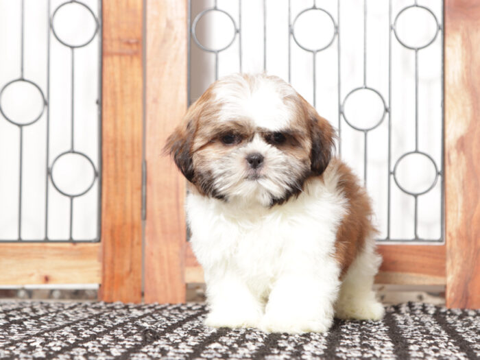 Fanny - Loving female ACA Shih Tzu Puppy - Image 3