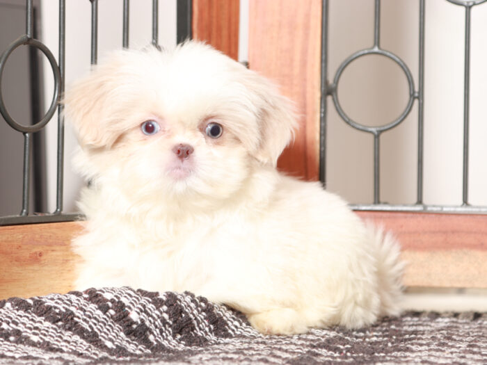 Shih Tzu puppy for sale