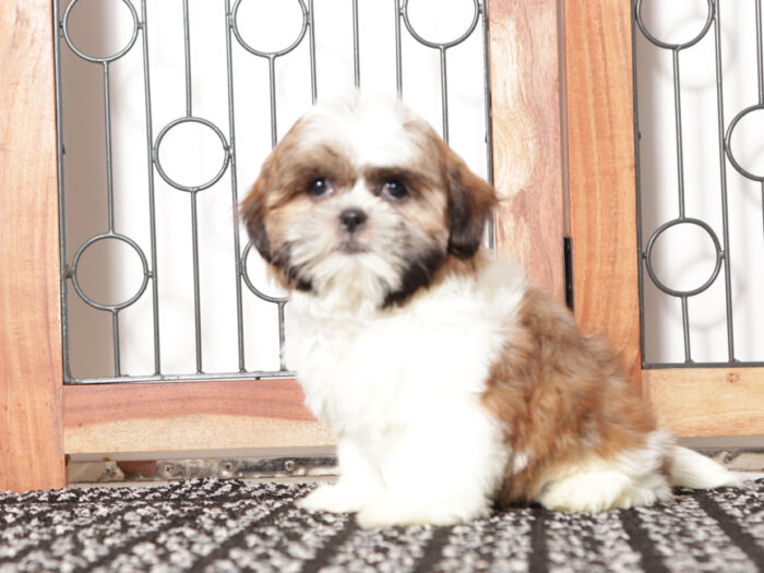 Fanny - Loving female ACA Shih Tzu Puppy - Image 4