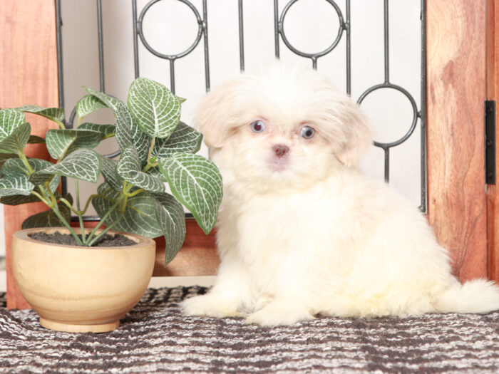 Shih Tzu puppy for sale