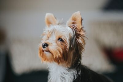 Yorkie Portrait Shot