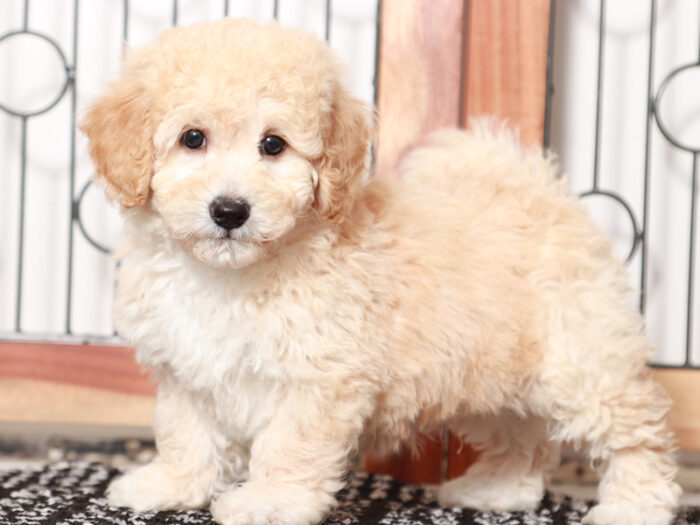 Fester - Fun male Poochon Puppy for Sale in Florida