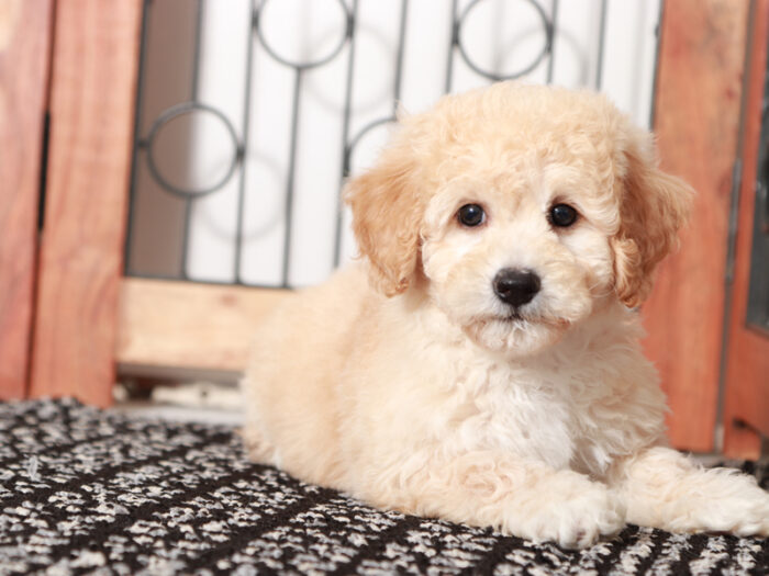 Fester - Fun male Poochon Puppy for Sale in Florida - Image 2