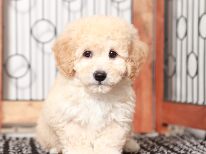 Fester - Fun male Poochon Puppy for Sale in Florida - Image 3