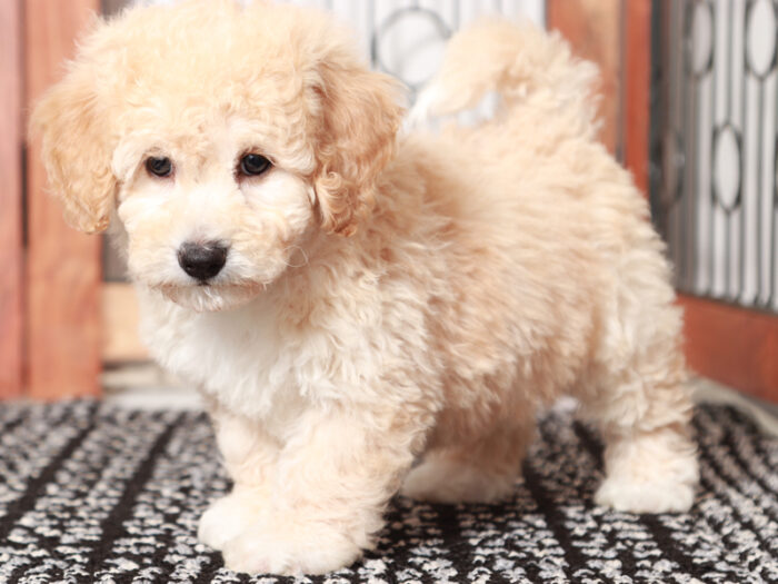 Fester - Fun male Poochon Puppy for Sale in Florida - Image 4