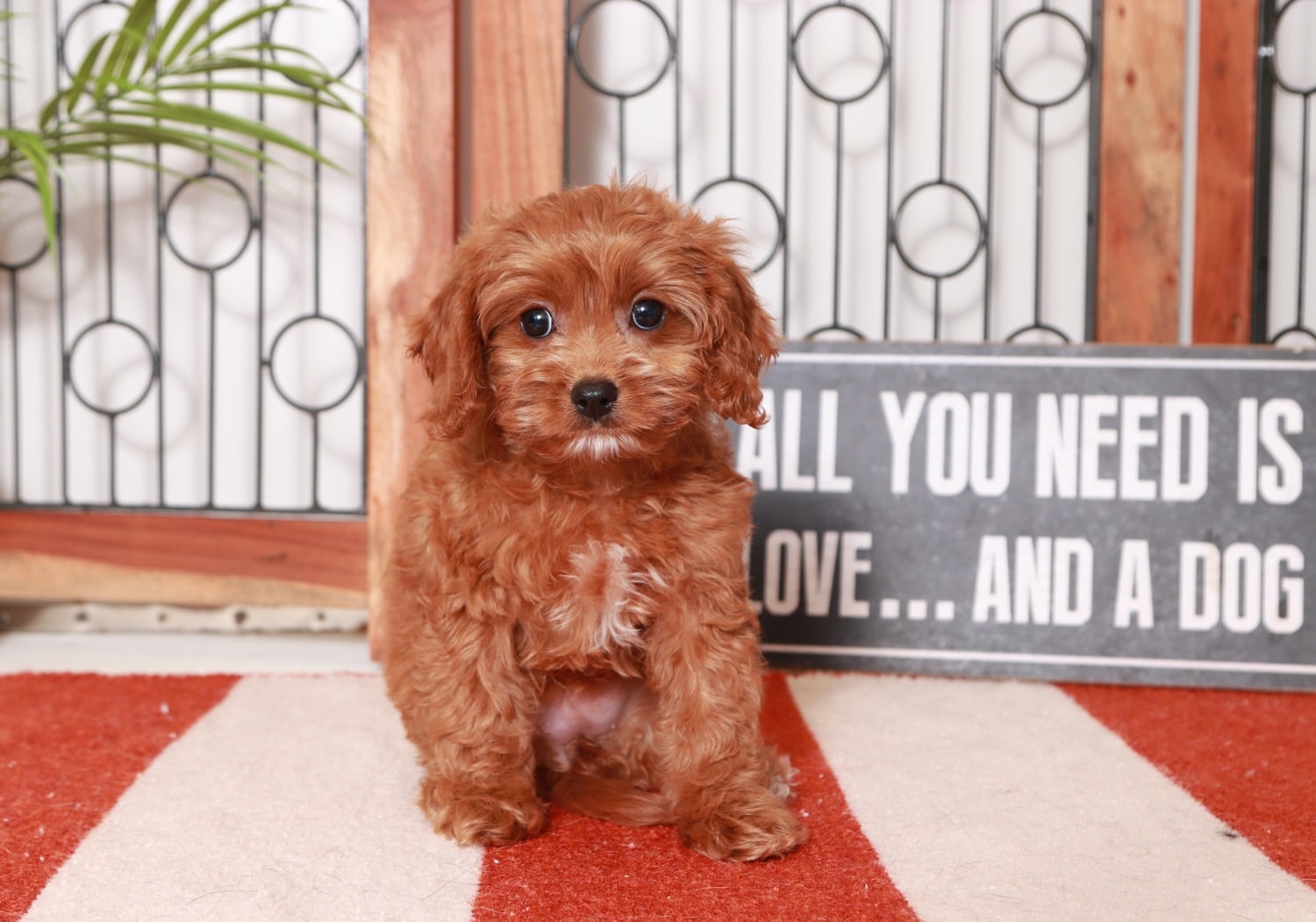 Fig- Perfect Little Female F1B Cavapoo Puppy - Florida Puppies Online