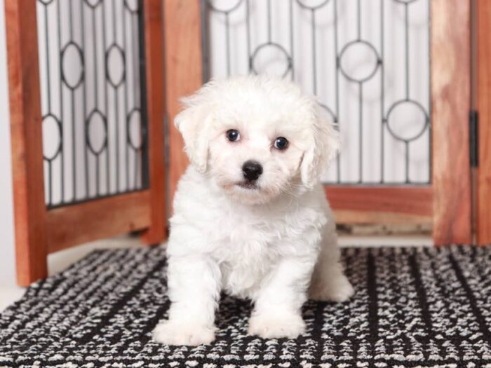 Finn- Cute Male ACA Bichon Frise Puppy