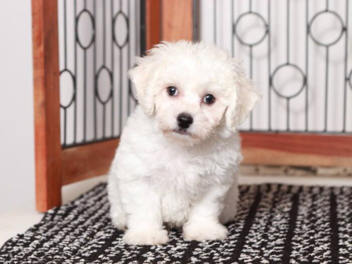 Finn- Cute Male ACA Bichon Frise Puppy - Image 3