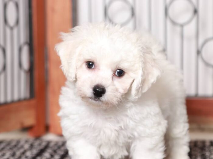 Finn- Cute Male ACA Bichon Frise Puppy - Image 4