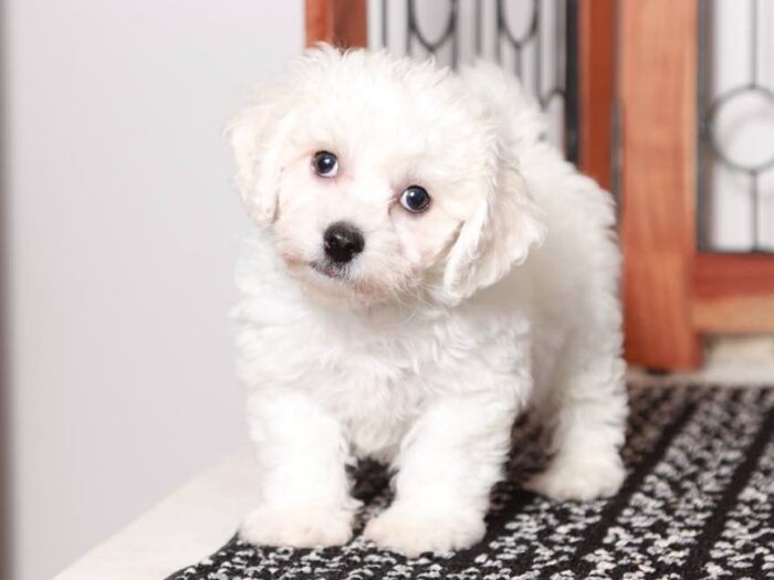 Finn- Cute Male ACA Bichon Frise Puppy - Image 5